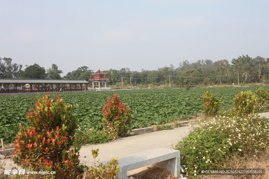 田园风光中的多彩农作物