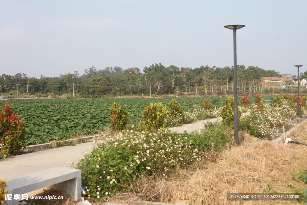 田园风光中的道路与绿植