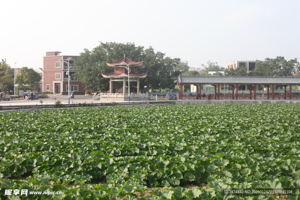 荷塘边的建筑景观