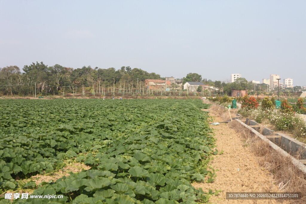 广袤农田绿意盎然