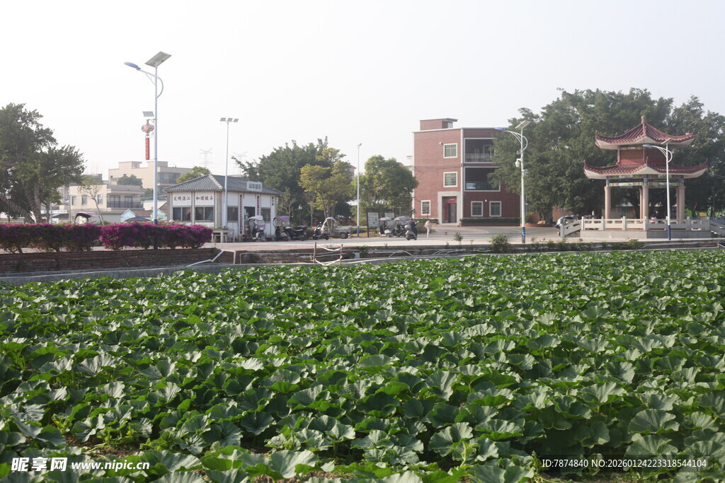 荷塘边的建筑与自然景致