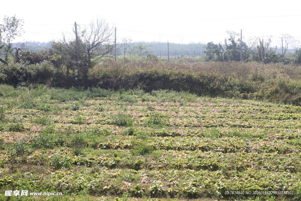 田野风光 绿意盎然的农田