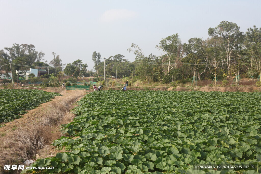 绿意盎然的农田景象