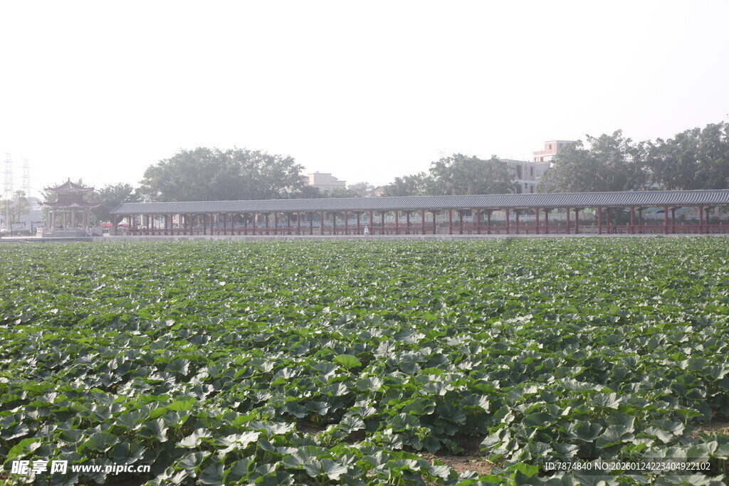 绿色农田与远处建筑景观