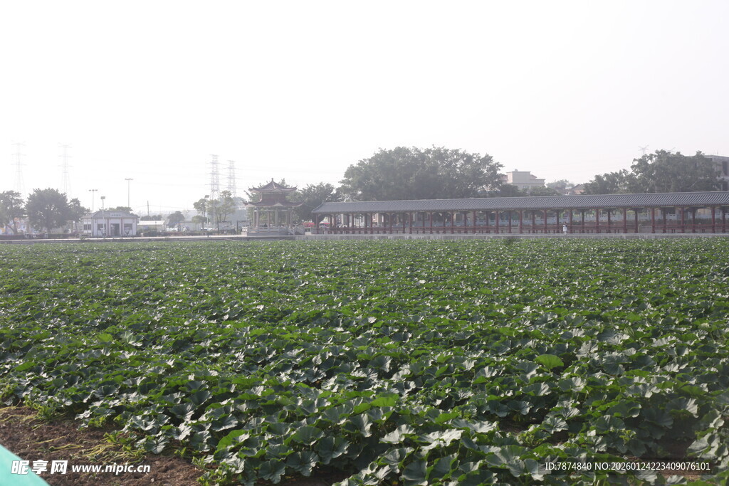 广阔农田绿意盎然