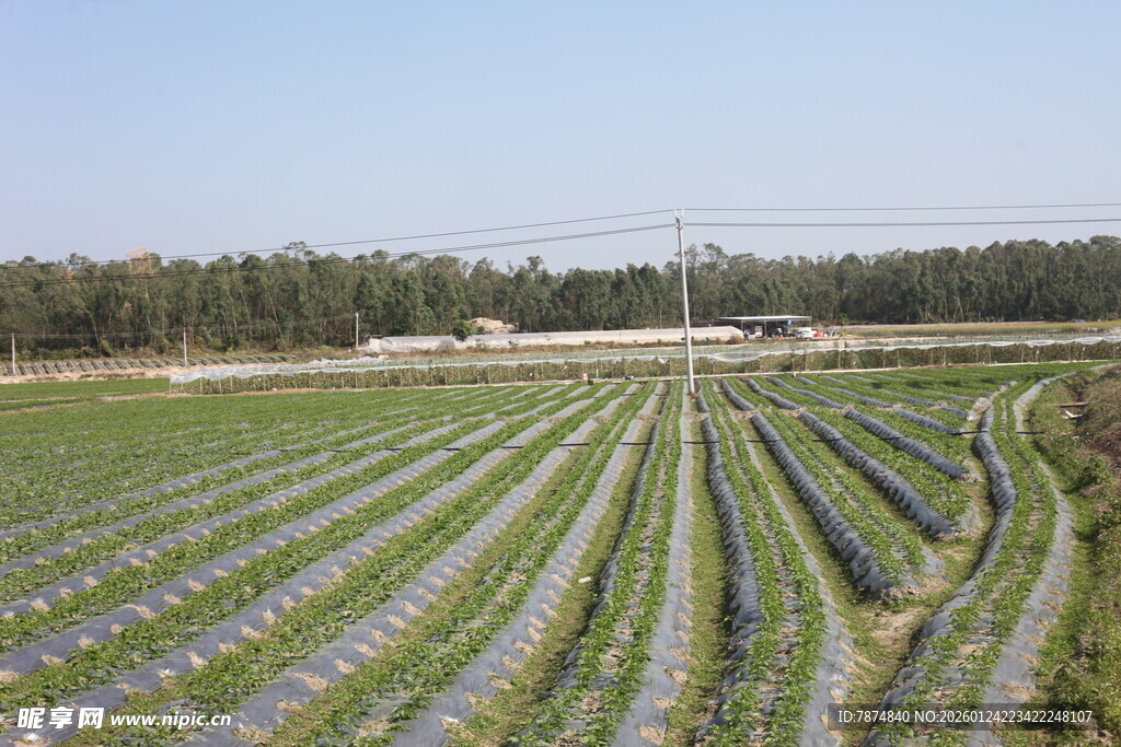 整齐排列的农田景观