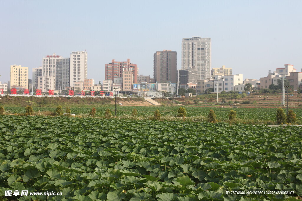 田野与城市天际线景观