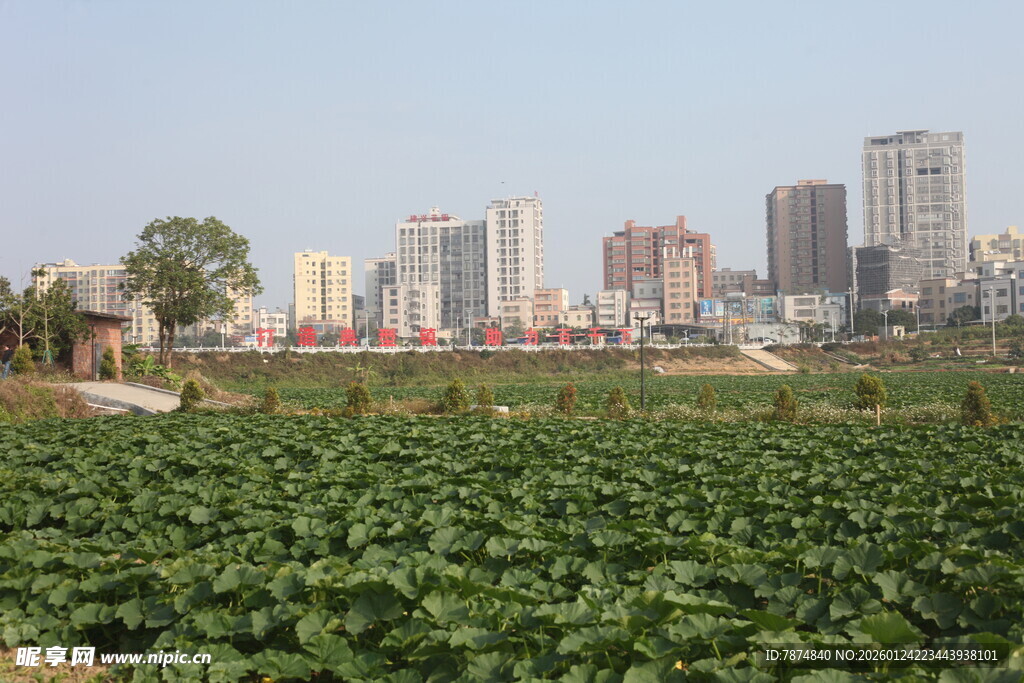 城市边的绿色农田景观