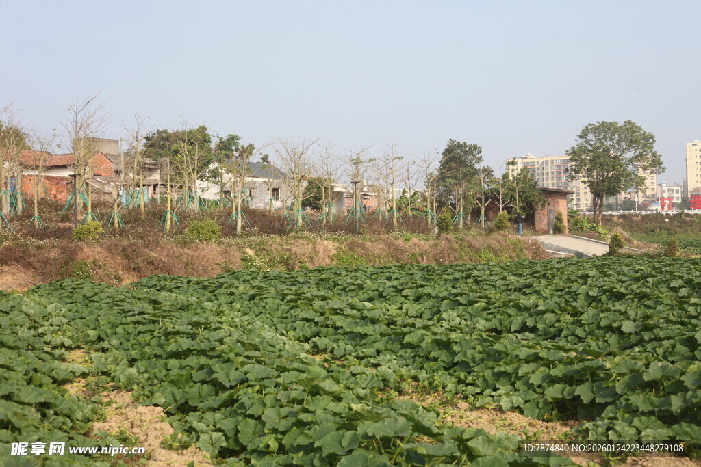 绿意盎然的乡村农田景象