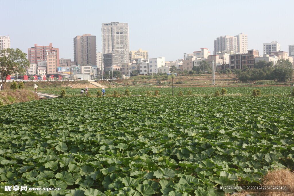 城市边的大片荷塘景观