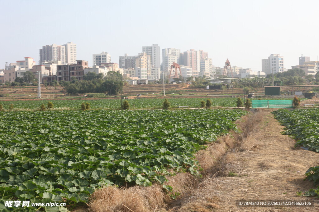 城市边的农田景观