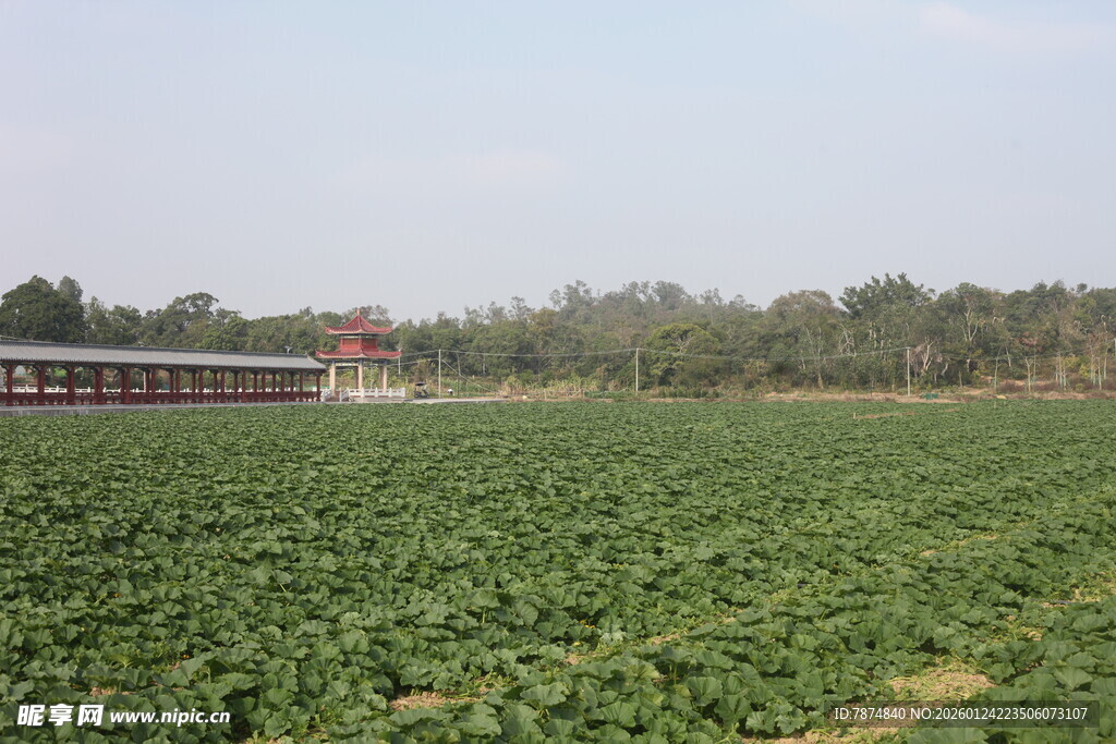 田野中的列车穿行景象