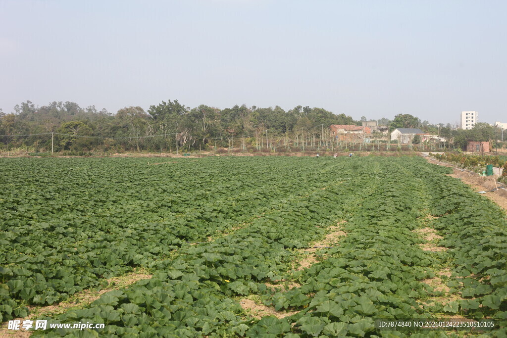 广袤农田绿意盎然