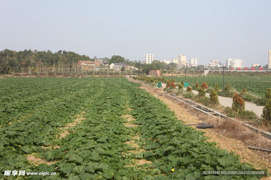 田园风光中的绿色农作物