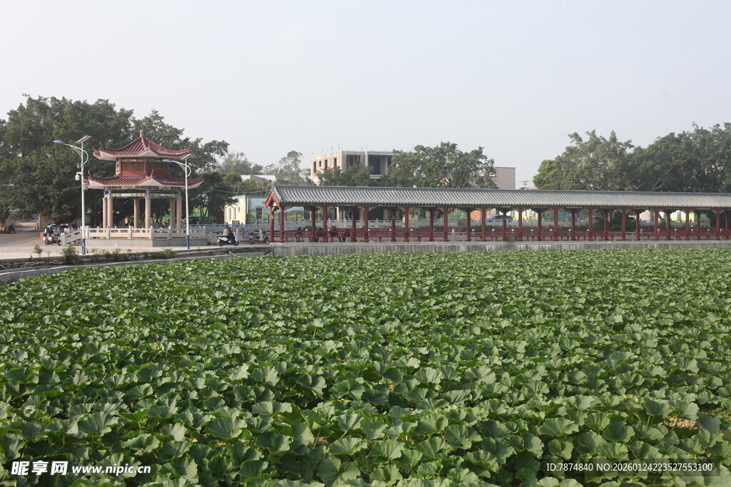 荷塘畔的中式建筑景观