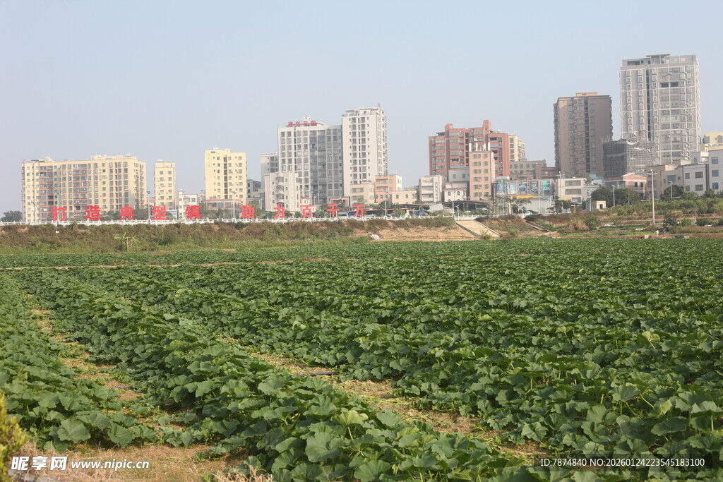 城市旁的绿色农田景观