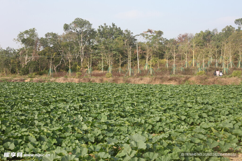 绿色农田与远处树林景观