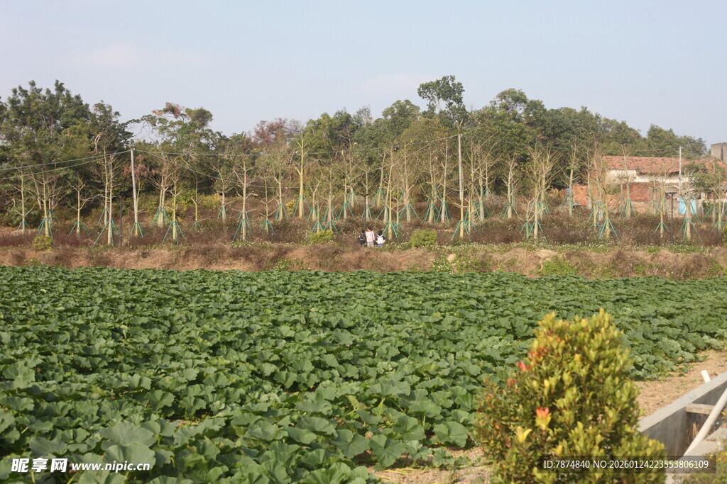 田野风光下的绿植与树林