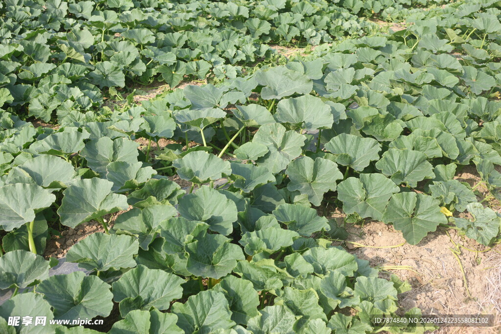农田里茂盛的绿色瓜类作物