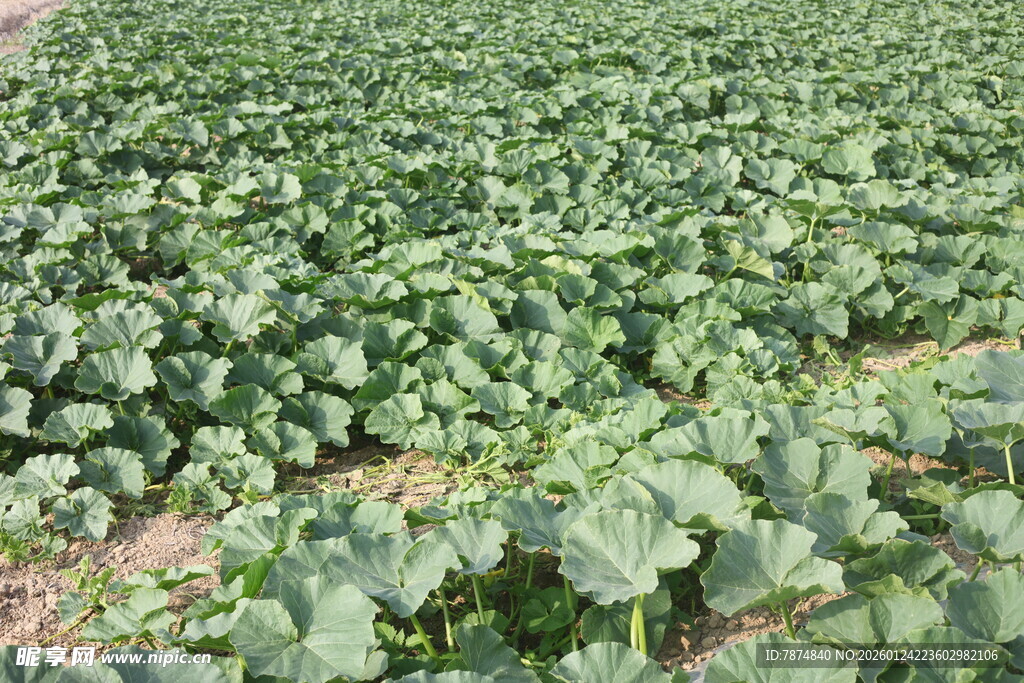 绿色蔬菜种植农田景象