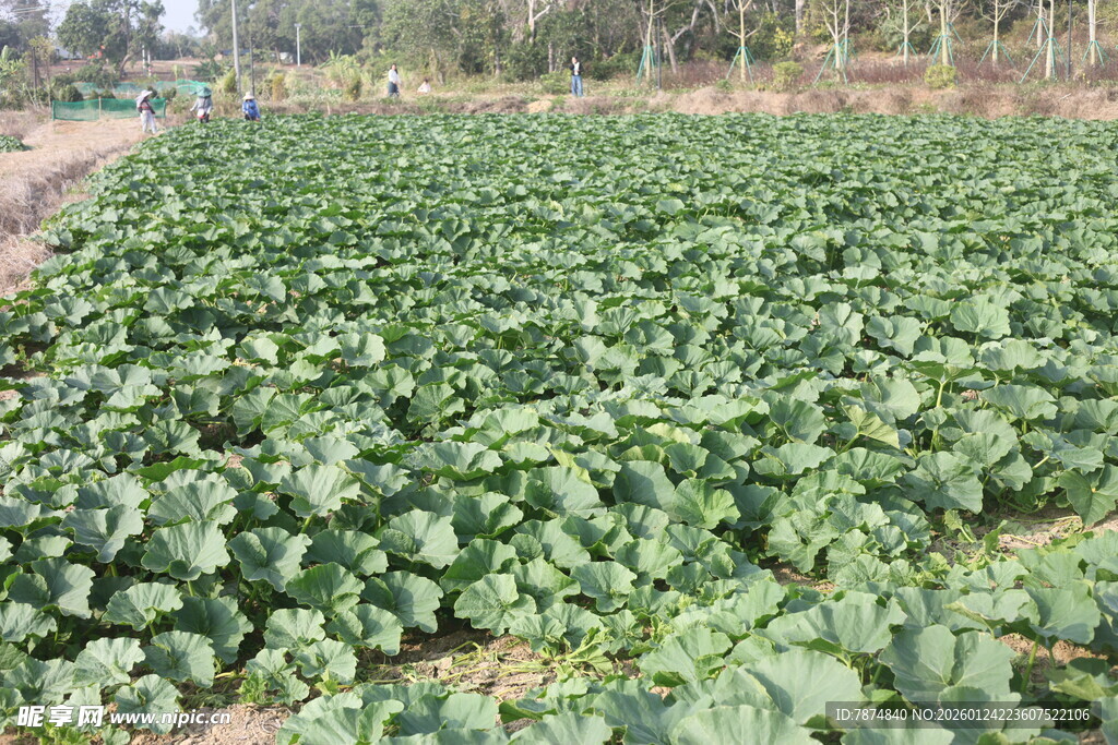 绿色蔬菜种植农田景象