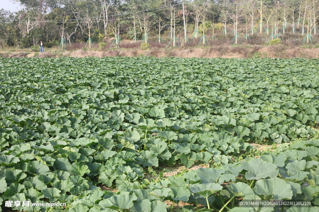 农田中的绿色作物景观