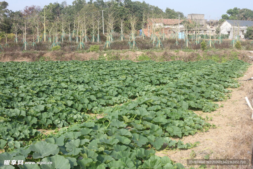 农田景象 绿意盎然的作物