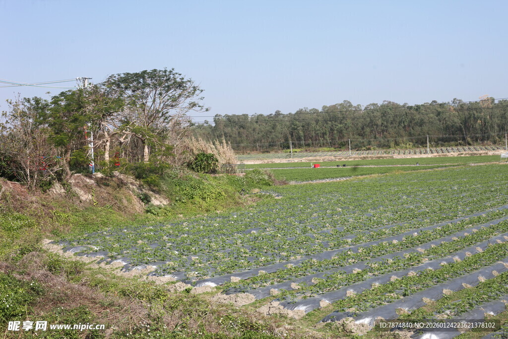 农田风光 整齐排列的作物