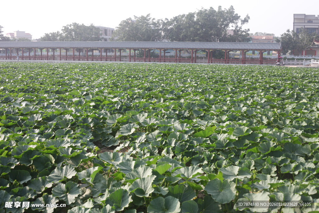 绿色蔬菜农田景观