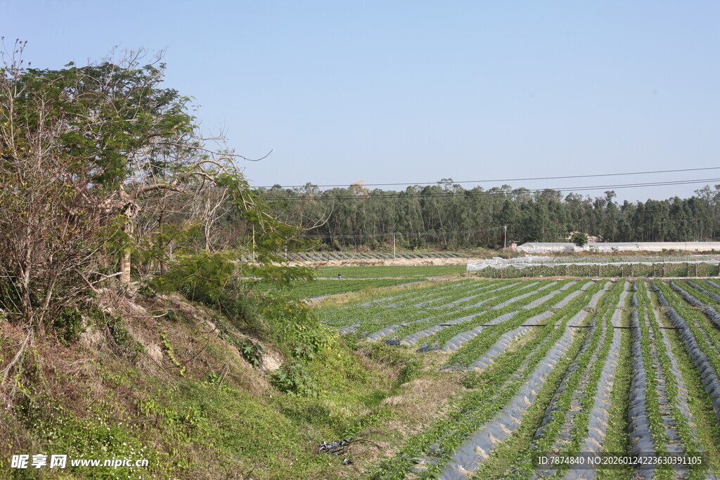 田园风光中的整齐农田