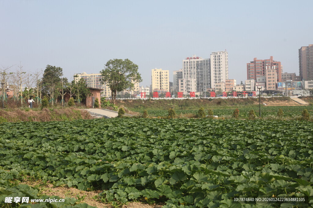 城郊农田与远处城市景观