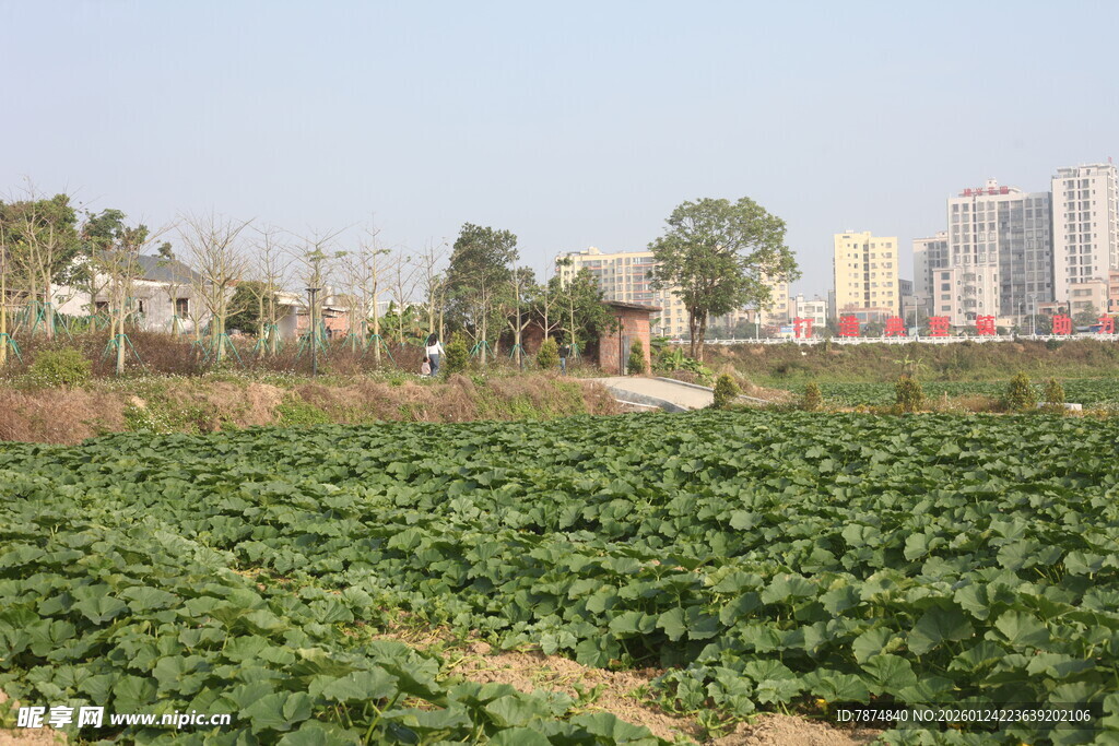 田野风光 远处高楼相伴