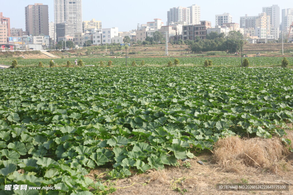 城市边的绿色蔬菜农田