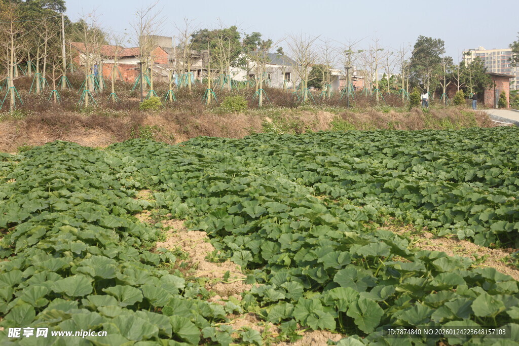 绿意盎然的农田景象