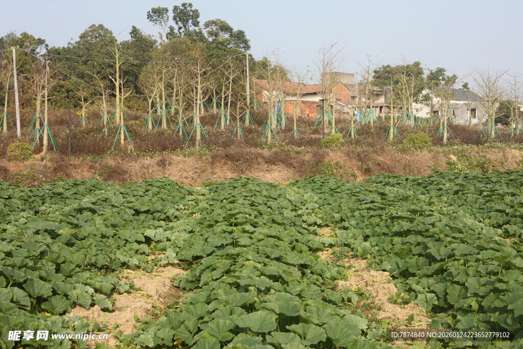 田野中的葱郁绿色农作物