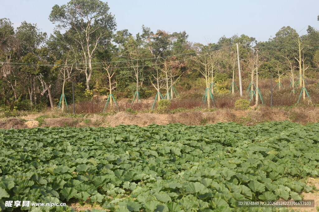 田野间的葱郁绿植