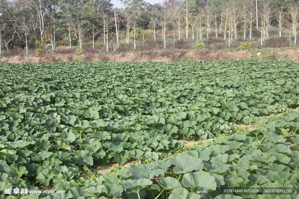 绿色蔬菜田 生机盎然