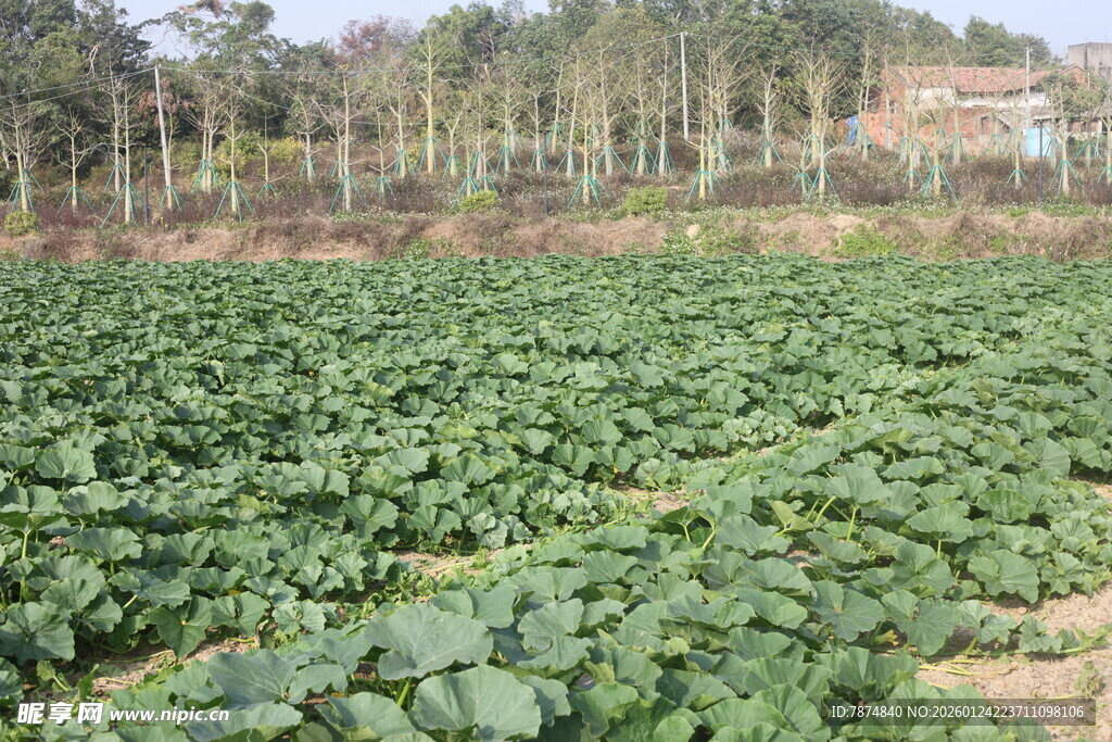绿色蔬菜田 生机盎然