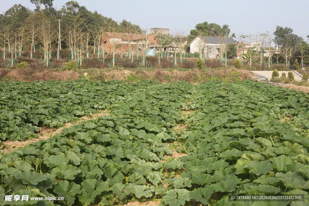 田园蔬菜种植景观