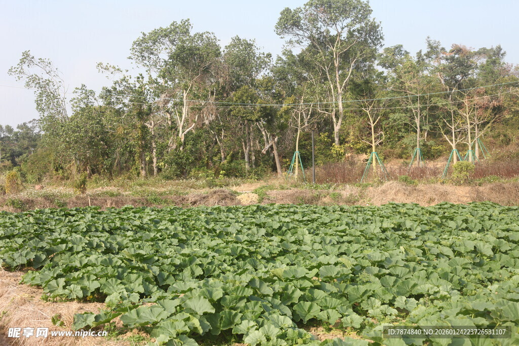 绿意盎然的农田与树林
