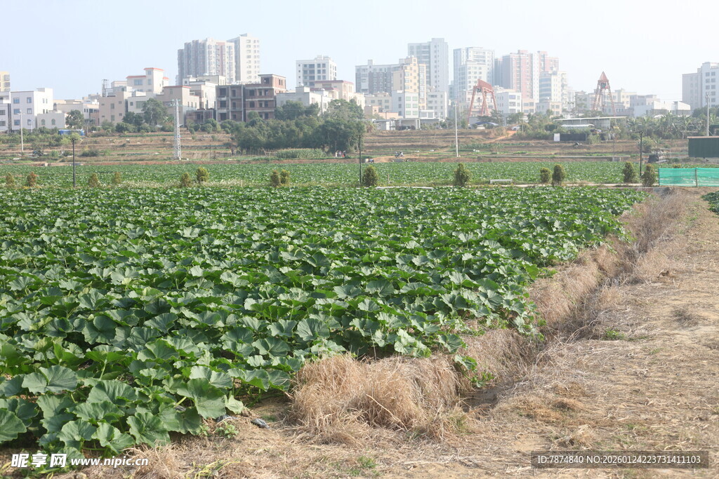 城市边的农田风光