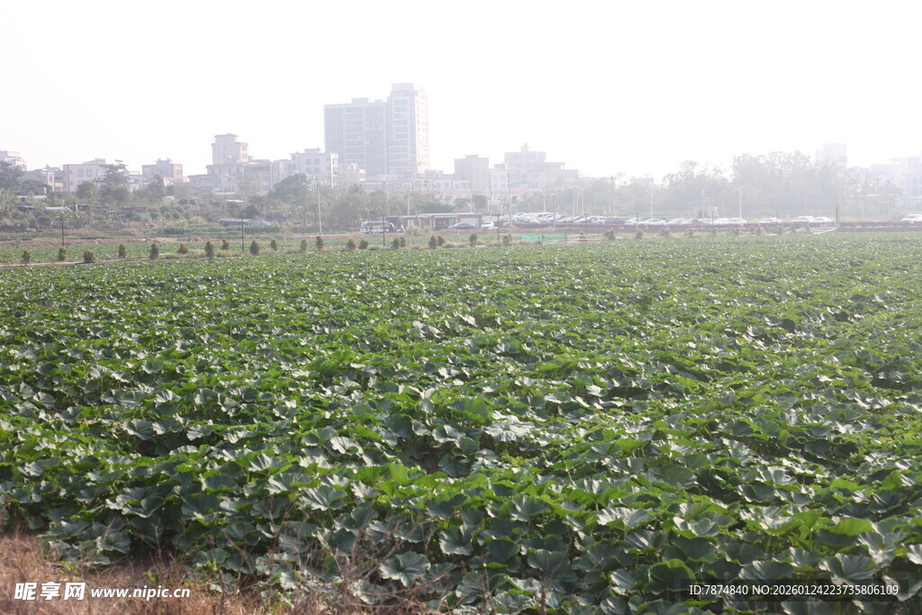 田野中的绿植与远处城市