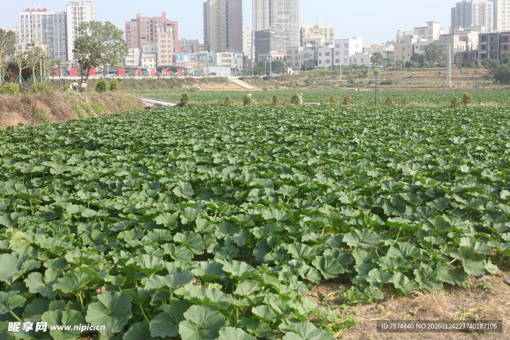 城市边的翠绿农田