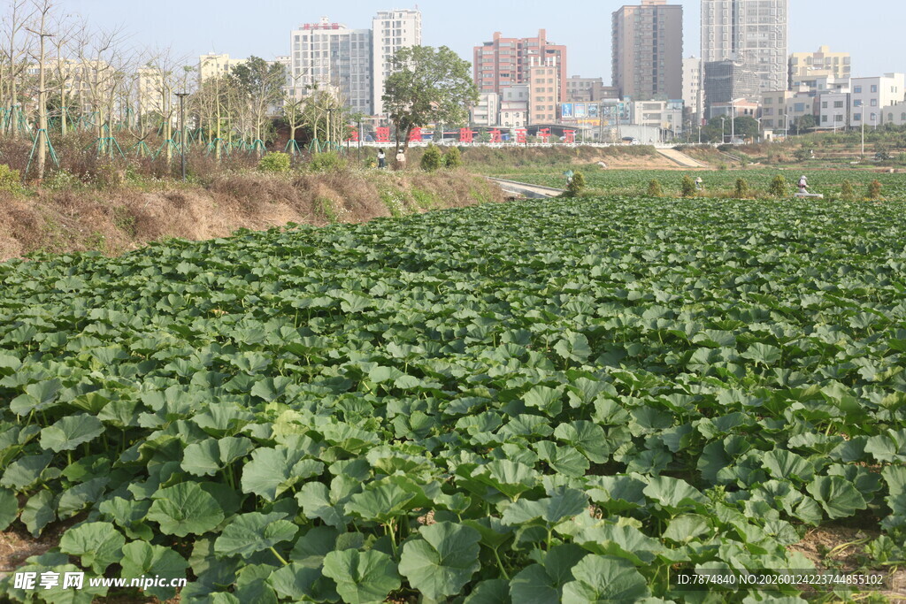 城郊农田绿意盎然
