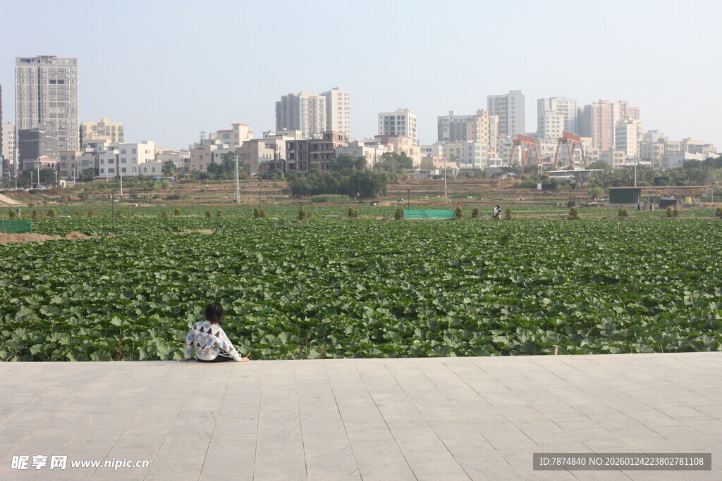 城市边的荷塘景观