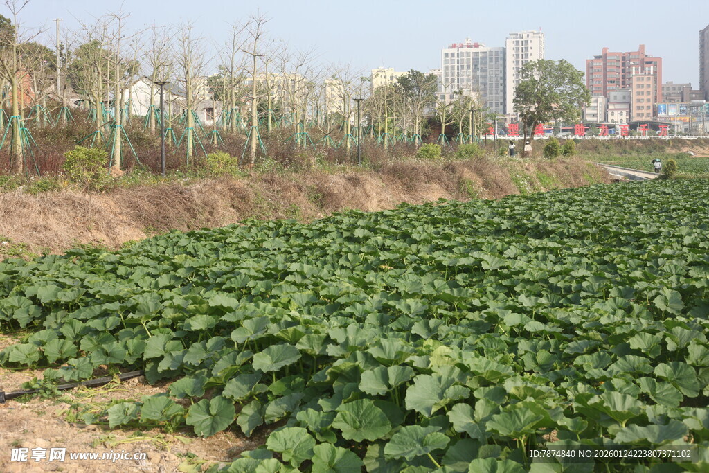 城市边的葱郁农田