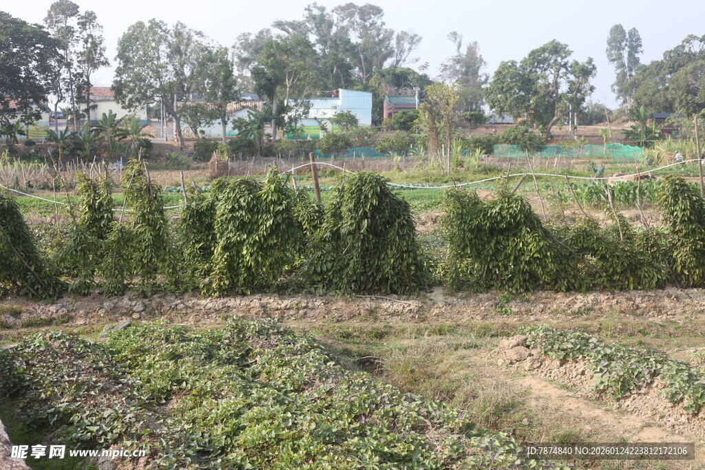 田园蔬菜种植景观