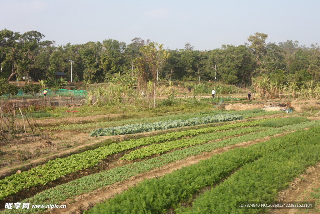 田园菜园风光