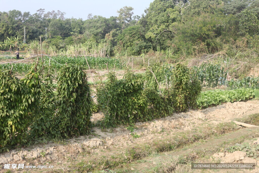 田园蔬菜种植景观