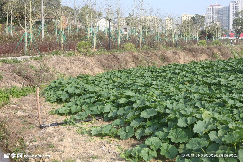农田中的绿色蔬菜作物